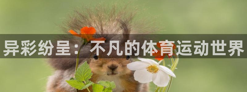 异彩纷呈：不凡的体育运动世界